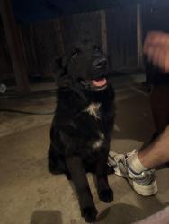 Found/Stray Female Dog last seen E Easton st, Rialto ca, Rialto, CA 92376
