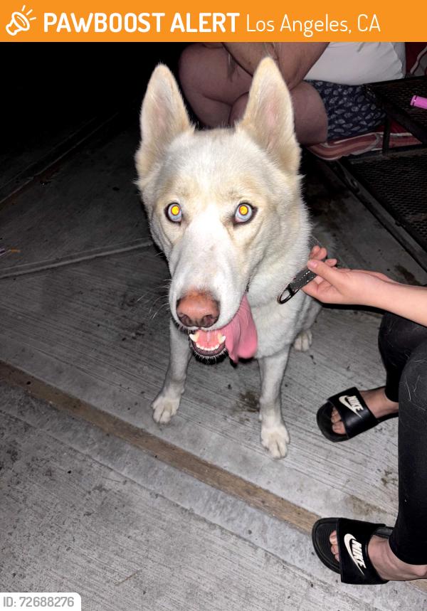 Found/Stray Male Dog last seen Arco on w 23rd at normandie , Los Angeles, CA 90018