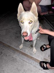 Found/Stray Male Dog last seen Arco on w 23rd at normandie , Los Angeles, CA 90018