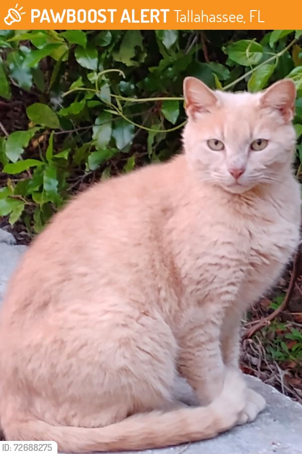 Found/Stray Unknown Cat last seen Wilmon Court, Tallahassee, FL 32308