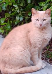 Found/Stray Unknown Cat last seen Wilmon Court, Tallahassee, FL 32308