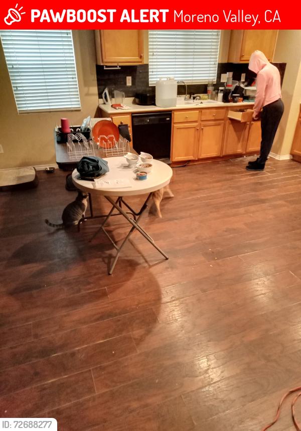 Lost Female Cat last seen Perris boulevard, Moreno Valley, CA 92557