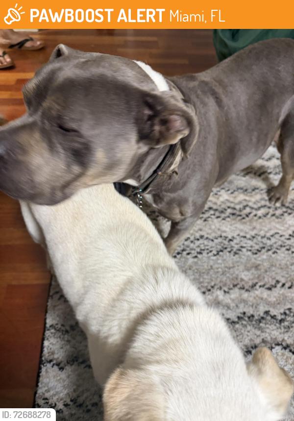 Found/Stray Male Dog last seen Country walk, Miami, FL 33177