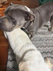 Found/Stray Male Dog last seen Country walk, Miami, FL 33177