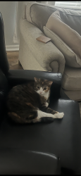 Lost Female Cat last seen Ligon mill and Burlington mill, Wake Forest, NC 27587