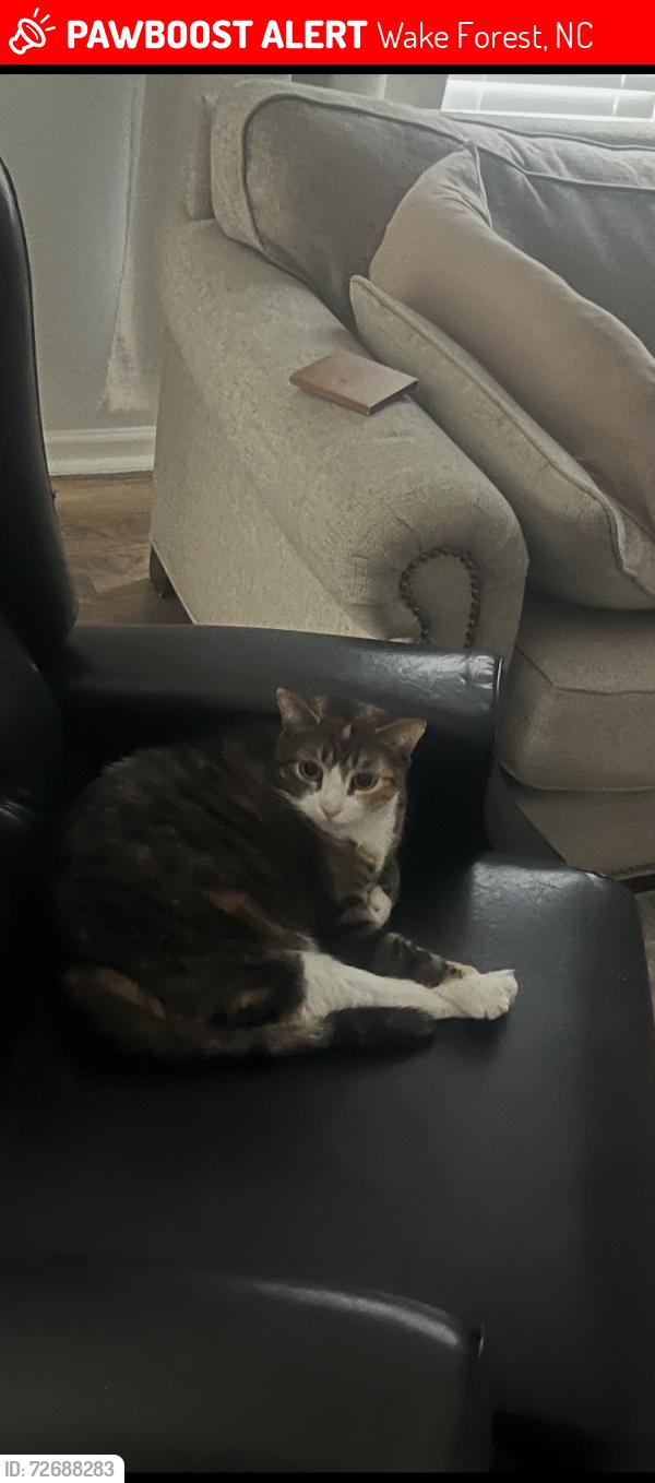 Lost Female Cat last seen Ligon mill and Burlington mill, Wake Forest, NC 27587