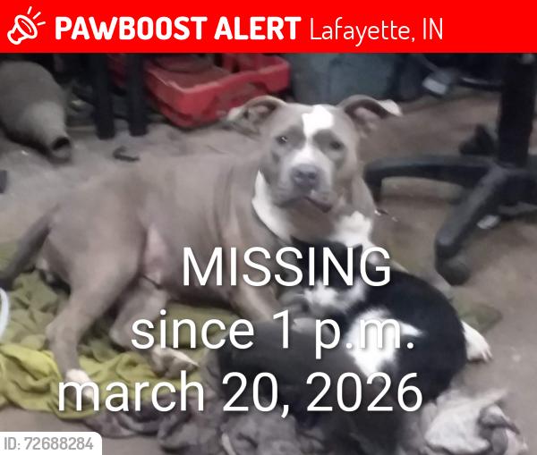 Lost Female Dog last seen Americaus, Lafayette, IN 47905