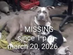 Lost Female Dog last seen Americaus, Lafayette, IN 47905
