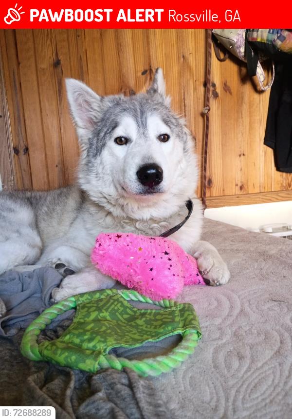 Lost Female Dog last seen Mcfarland Gap Rd, Rossville, GA 30741
