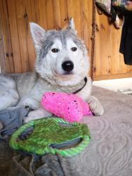 Lost Female Dog last seen Mcfarland Gap Rd, Rossville, GA 30741