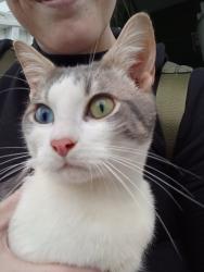 Lost Male Cat last seen Baxter/salal, Salem, OR 97306