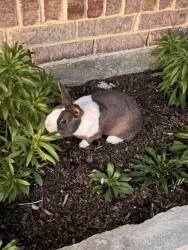 Lost Unknown Rabbit last seen Edgerton road & laneyvale , Fort Worth, TX 76179