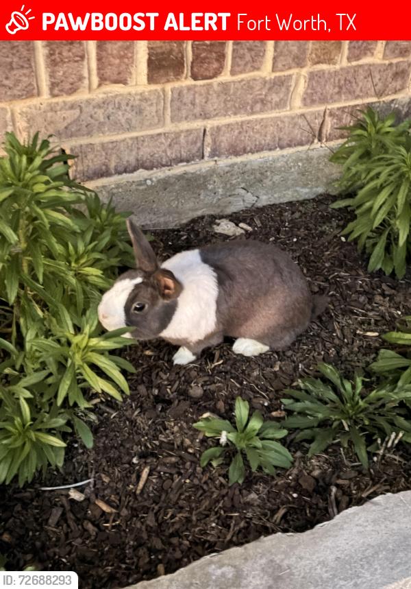 Lost Unknown Rabbit last seen Edgerton road & laneyvale , Fort Worth, TX 76179