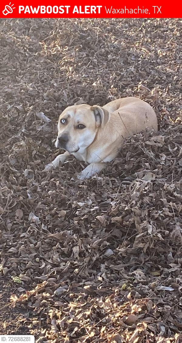 Lost Male Dog last seen Onion creek, Waxahachie, TX 75165