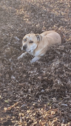 Lost Male Dog last seen Onion creek, Waxahachie, TX 75165
