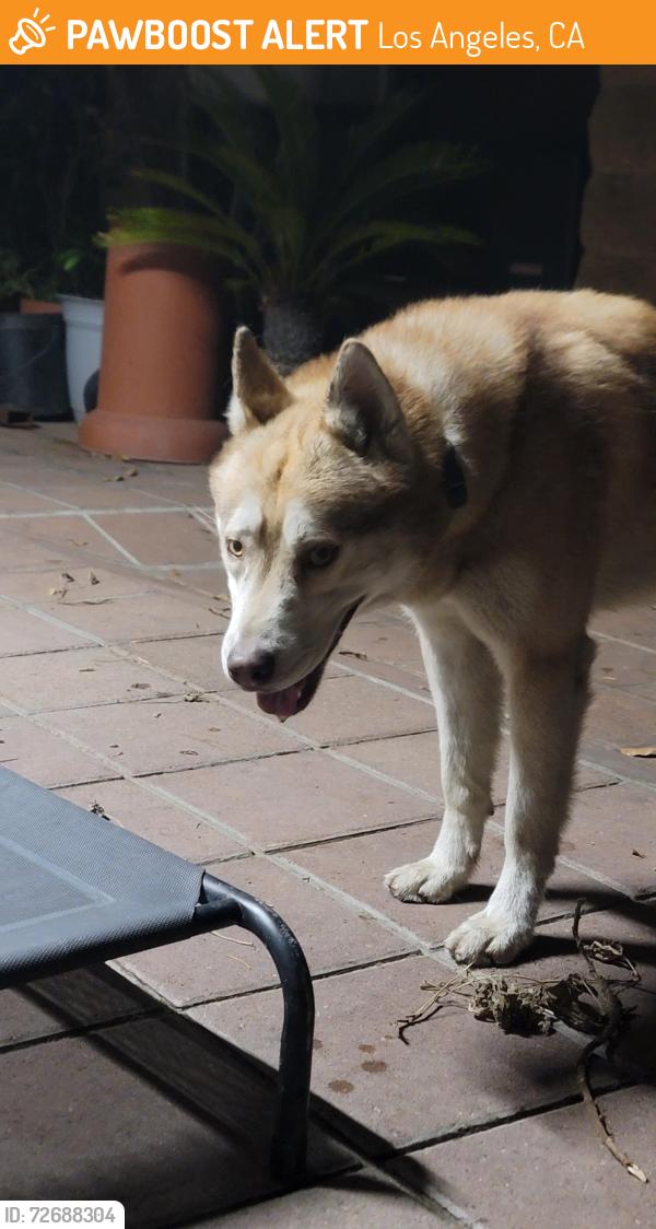 Found/Stray Male Dog last seen Central and Firestone, Los Angeles, CA 90002