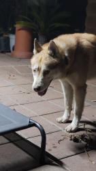 Found/Stray Male Dog last seen Central and Firestone, Los Angeles, CA 90002
