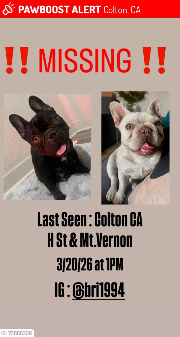 Lost Female Dog last seen Mt.Vernon , Colton, CA 92324