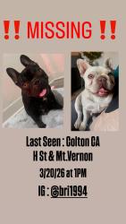 Lost Female Dog last seen Mt.Vernon , Colton, CA 92324