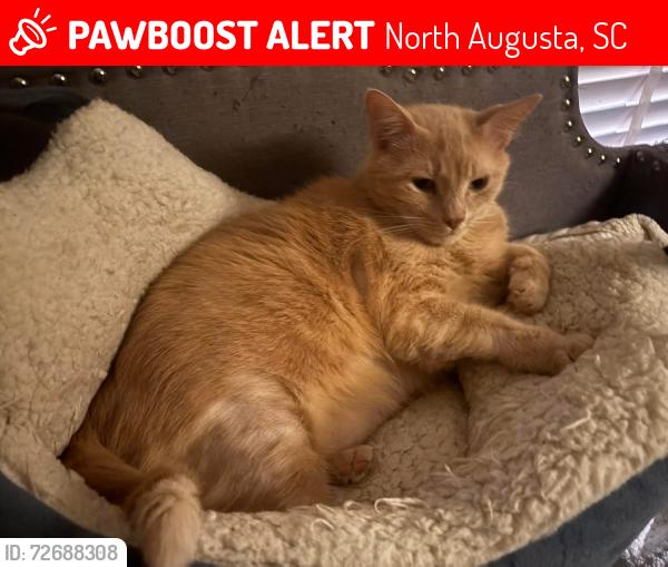 Lost Male Cat last seen Near Gregory’s Lake Road and Country Club Hills Road , North Augusta, SC 29860