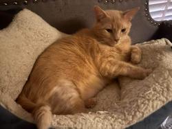 Lost Male Cat last seen Near Gregory’s Lake Road and Country Club Hills Road , North Augusta, SC 29860