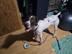 Found/Stray Male Dog last seen Market st & Guy Ave, Mead, WA 99228