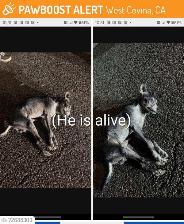 Found/Stray Male Dog last seen Pass and Covina Rd. & E. Maplegrove St. , West Covina, CA 91790