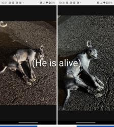 Found/Stray Male Dog last seen Pass and Covina Rd. & E. Maplegrove St. , West Covina, CA 91790
