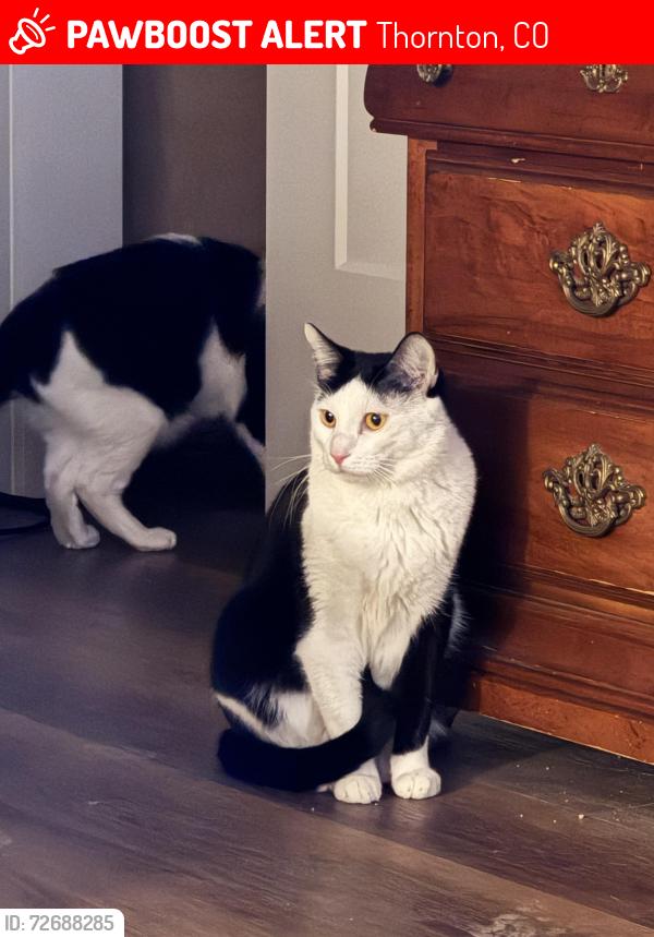 Lost Male Cat last seen Welby Cir and Adams St, Thornton, CO 80229