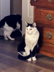 Lost Male Cat last seen Welby Cir and Adams St, Thornton, CO 80229