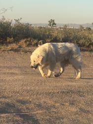 Found/Stray Unknown Dog last seen Beaver & duncan in Victorville has been rooming for about 1week , Victorville, CA 92392
