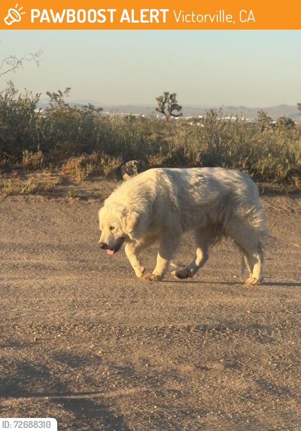 Found/Stray Unknown Dog last seen Beaver & duncan in Victorville has been rooming for about 1week , Victorville, CA 92392