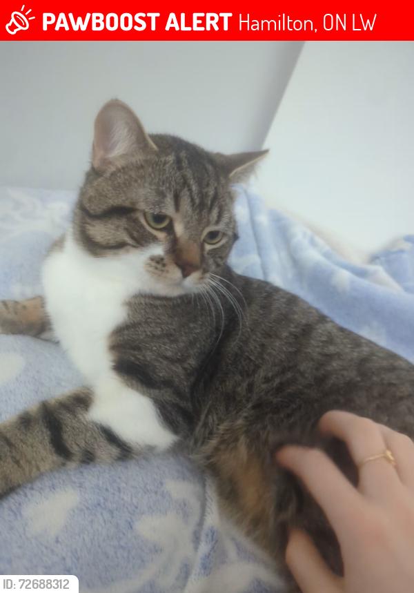 Lost Male Cat last seen Queen Victoria dr town hses, Hamilton, ON L8W