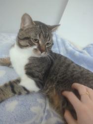 Lost Male Cat last seen Queen Victoria dr town hses, Hamilton, ON L8W