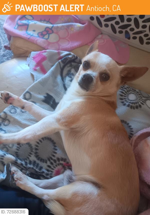 Found/Stray Male Dog last seen Oakley rd.Cross street Neroly, Antioch, CA 94509
