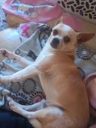 Found/Stray Male Dog last seen Oakley rd.Cross street Neroly, Antioch, CA 94509