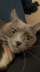 Lost Female Cat last seen San gabriel and hill, Rosemead, CA 91770