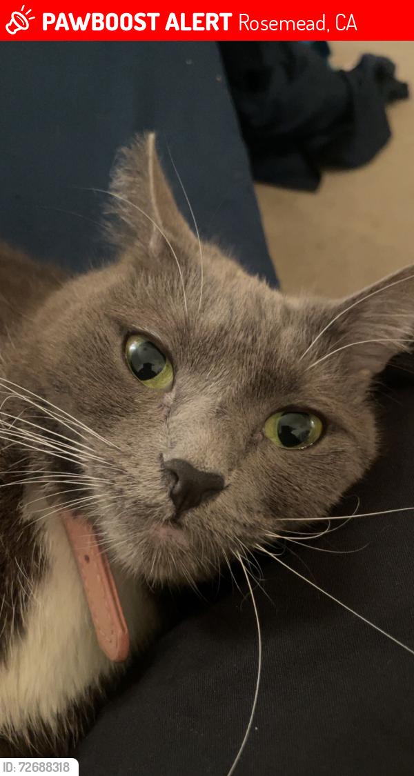 Lost Female Cat last seen San gabriel and hill, Rosemead, CA 91770