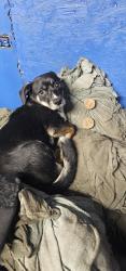 Found/Stray Male Dog last seen Long Beach Blvd and Firestone Blvd, South Gate, CA 90280