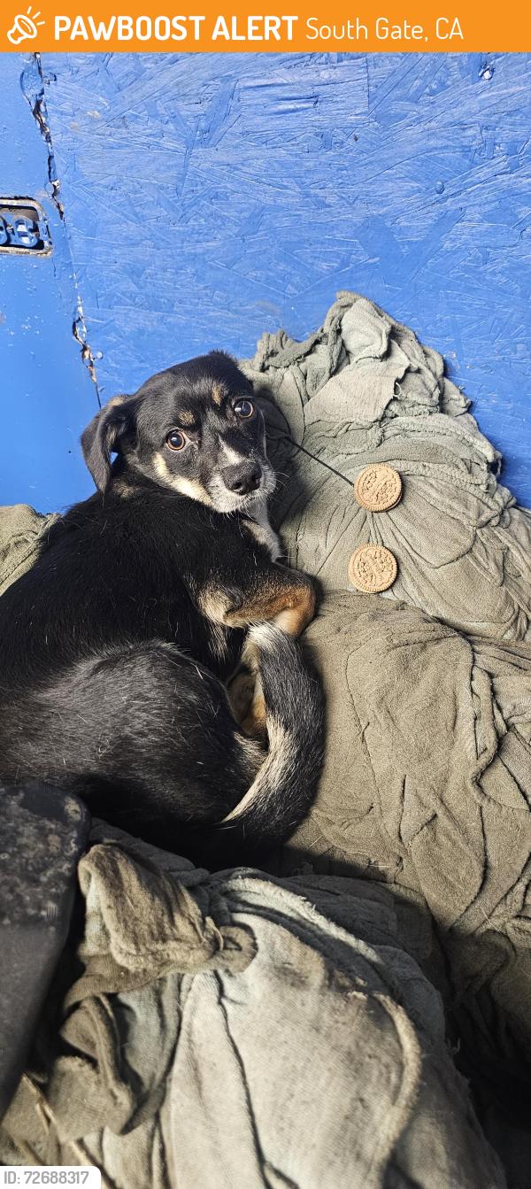 Found/Stray Male Dog last seen Long Beach Blvd and Firestone Blvd, South Gate, CA 90280