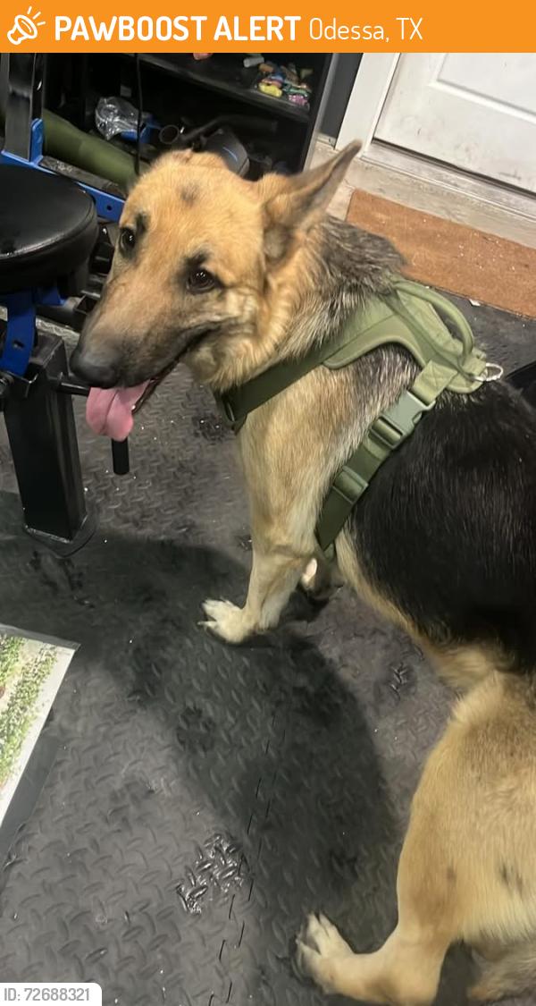Found/Stray Male Dog last seen East Yukon road , Odessa, TX 79762