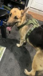 Found/Stray Male Dog last seen East Yukon road , Odessa, TX 79762