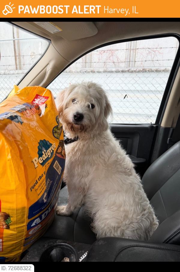 Found/Stray Unknown Dog last seen 147th and wood, Harvey, IL 60426