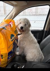 Found/Stray Unknown Dog last seen 147th and wood, Harvey, IL 60426