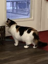 Lost Female Cat last seen 304th and 8th Ave East, Roy, WA, Roy, WA 98580