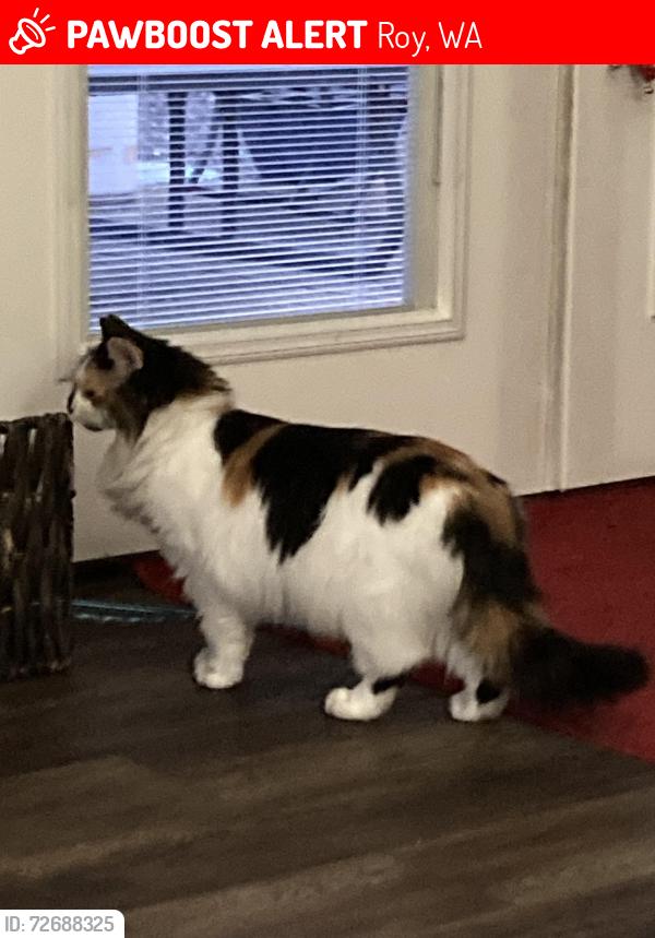 Lost Female Cat last seen 304th and 8th Ave East, Roy, WA, Roy, WA 98580