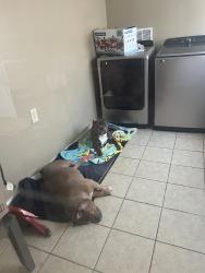 Lost Female Dog last seen Hickory, Hickory, NC 28602