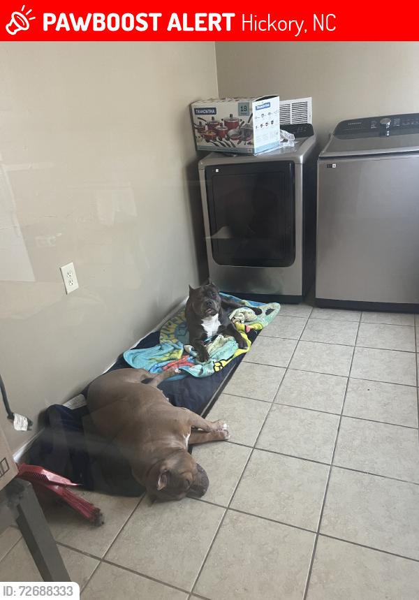 Lost Female Dog last seen Hickory, Hickory, NC 28602
