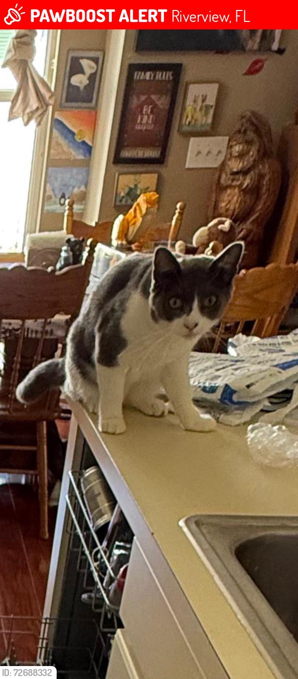 Lost Female Cat last seen Deepbrook Riverview FL, Riverview, FL 33569