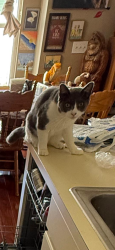 Lost Female Cat last seen Deepbrook Riverview FL, Riverview, FL 33569